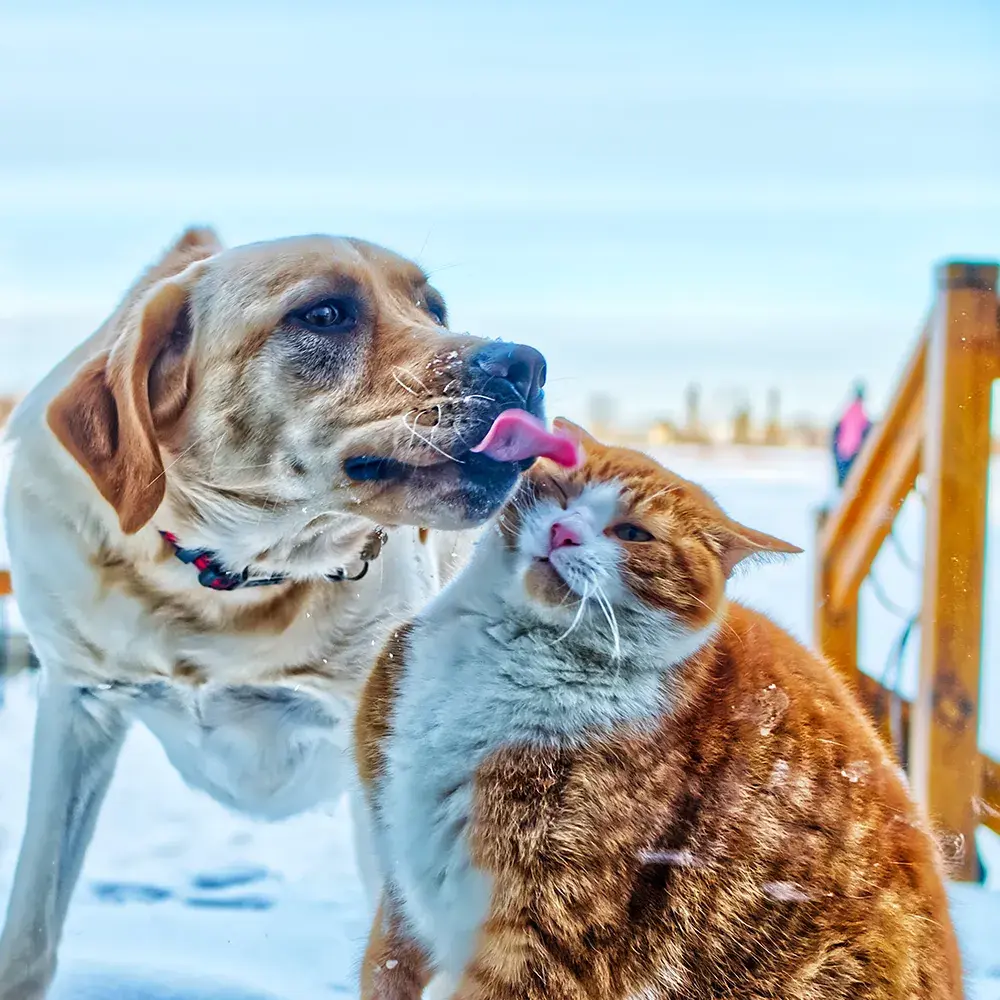Dog licking a cat